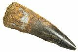 Fossil Spinosaurus Tooth - Real Dinosaur Tooth #344350-1